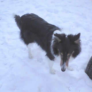 雪大好き♪