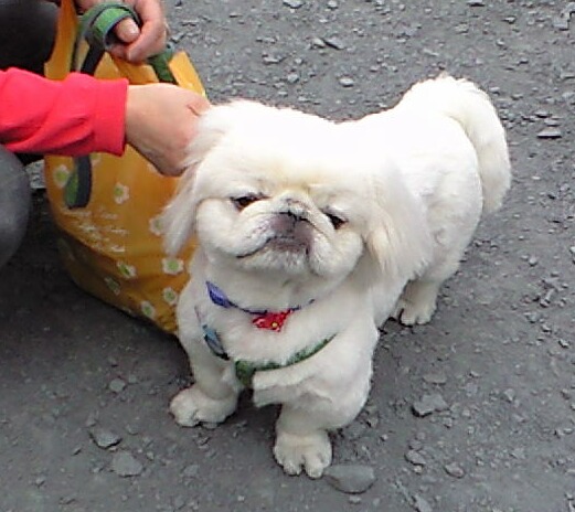 今日のワンちゃん♪